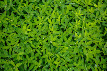 Wall Mural - Texture from grass and tree bark. Greenery background. Green field with grass 