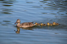 Duck And Ducklings, William Hawrelak Park, Edmonton, Alberta