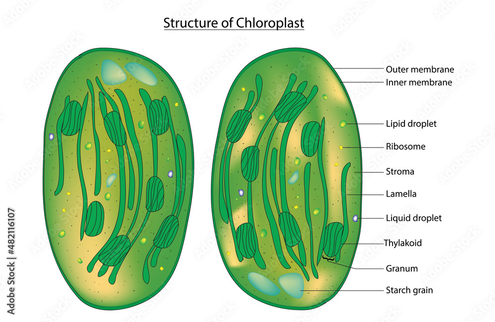 Biological Structure of Typical Chloroplast (Detailed Anatomy of Plant ...