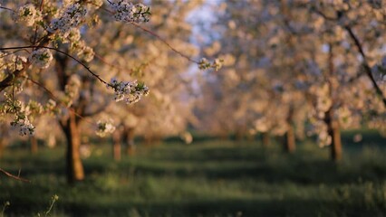 Sticker - Fantastic ornamental garden with blooming cherry trees in evening light. 