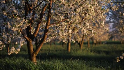 Fotobehang - Fantastic ornamental garden with blooming cherry trees in evening light. 