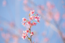 Wild Himalayan Cherry Flowers Blossom