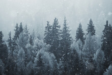 Coniferous Forest Covered With Hoarfrost Background, Winter Landscape Snow Trees