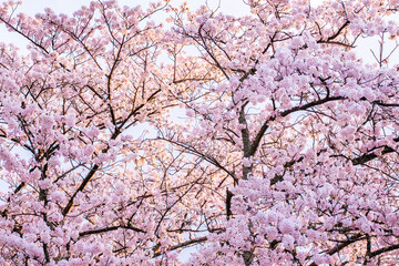 Wall Mural - 桜花