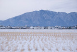 Fototapeta Na sufit - A winter rice paddy, 2022/1/23