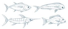 Ocean Fish Doodles Set. Marlin, Tuna, Mahi Mahi, Red Snapper Fish Sketch. Blue Marlin, Dolphinfish, Bluefin Tuna. Saltwater Fishing Doodle.