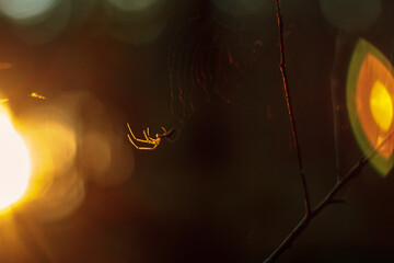 spider web in the morning