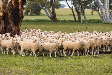 A flock of sheep around a gum tree grazing on grass on a country farm in rural New South Wales, Australia.