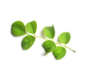 Wall Mural - green leaves isolated on white background