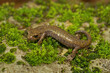 Close up on the rare, endagered Shasta Salamander, Hydromantes shastae endemic to North California