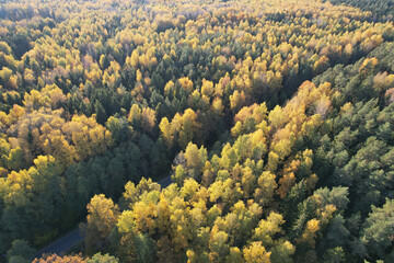 Sticker - Asphalt road in autumn forest