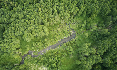 Poster - Small pond in green forest background