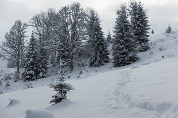 Wall Mural - beautiful winter views of the high tatra mountains with tourists, skiers and amazing states of natur