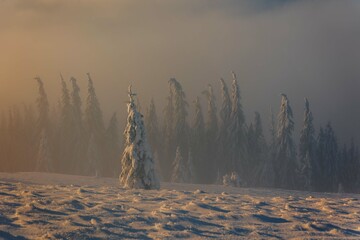 Wall Mural - beautiful winter views of the high tatra mountains with tourists, skiers and amazing states of natur