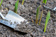 Sprouts Of First Tulips In Early Spring Coming Through Soil In The Garden, Near Small Gardening Shovel. Nature In Springtime, Floriculture Concept, Close-up View, Copy Space
