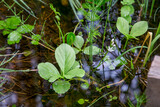 Fototapeta  - Three-leaf watch (Menyanthes trifoliata) blooms. North Karelia. Russia
