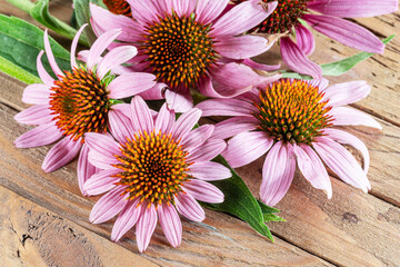 Wall Mural - Blooming coneflower heads or echinacea flower on wooden background close-up.