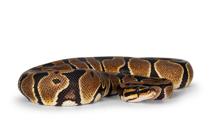 Aufkleber - Baby Ballpython or Python Regius snake, isolated on a white background. Amazing almost golden colors and beautifull pattern.