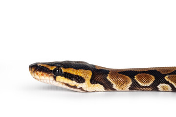 Aufkleber - Head shot of baby Ballpython or Python Regius snake, isolated on a white background. Amazing almost golden colors and beautifull pattern.