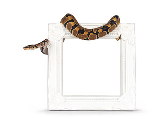Aufkleber - Baby Ballpython or Python Regius snake, isolated on a white background. Amazing almost golden colors and beautifull pattern. Hangin over white empty picture frame.