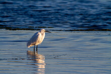 Little Egret (Egretta Garzetta) Fishing In The Waters Of La Albufera Lake In Valencia