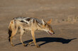 One black-backed jackal walking in the late afternoon sun in the Kgalagadi Transfrontier Park in South Africa