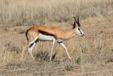 Fototapeta Sawanna - One springbok walking in the veld in the Kgalagadi Transfrontier Park in South Africa
