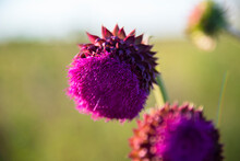 Purple Thistle Flower Close-up In A Field. Wildflowers In Summer.The Concept Of Nature