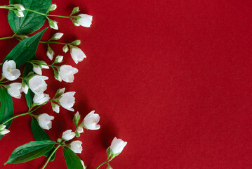 Sticker - Beautiful white jasmine flowers on a red background. Place for an inscription for a wedding, birthday, party or other celebration.	