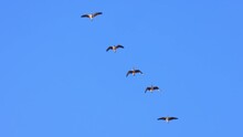 Slow Motion Of Looking Up Many Canada Geese Flying In The Sky