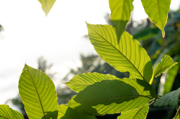 Kratom (Mitragyna speciosa) green Is a type of drug