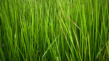 Reed Weeds Grow Wild In The Plantation