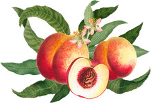 Fruit Arrangement With Pink Peach Fruits, Blossom And Green Leaves, Vintage Botanical Illustration