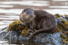 Close-up View Of An Otter (Lutra Lutra) On A Rock On The Coast Of Mull, Scotland