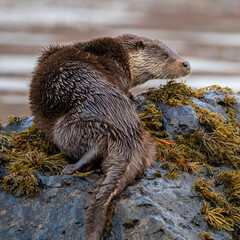 Wall Mural - Close-up view of an Otter (Lutra lutra) on a rock on the coast of Mull, Scotland