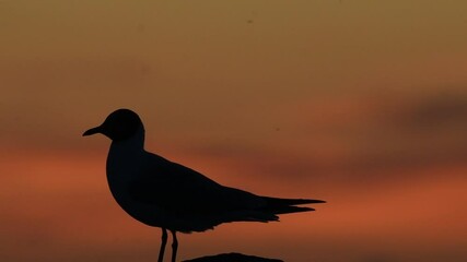 Wall Mural - The silhouette of a seagull on the stone in sunset twilight. Red sunset sky background. The Black-headed Gull Scientific name: Larus ridibundus. Ladoga Lake. Russia. Slow motion.