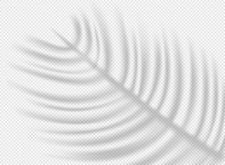 Aufkleber - Palm leaf shadow overlay effect on transparent background