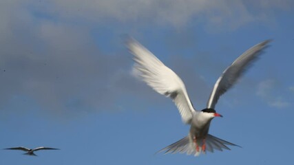 Wall Mural - The tern hovered in the air, fluttering its wings. Adult common terns on the blue sky background.  Scientific name: Sterna hirundo. Ladoga lake. Russia.