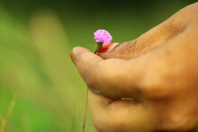 Tiny Flower In Hand