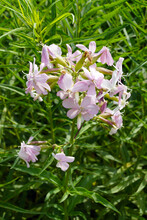 Vertical Image Of The Flowers And Foliage Of The Perennial Saponaria Officinalis, Commonly Known As Soapwort Or Bouncing Bet