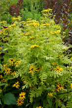 A Late Summer Perennial Garden Combination Of Orange Coneflower (Rudbeckia Fulgida) And 'Isla Gold' Tansy (Tanacetum Vulgare 'Isla Gold')