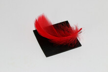 A Red Feather On A Black Detail On A White Background. Meaning Red - Root Chakra (money, Property, Security, Career), Physical Vitality / Energy / Life Force / Action, Happiness, Passion, Emotions.