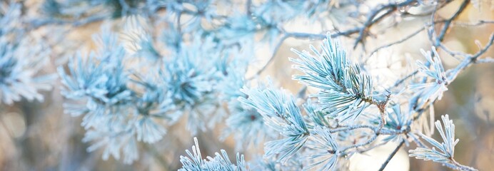 Young pine tree branch with a cone covered with hoarfrost, needles close-up. Evergreen coniferous forest at sunset, soft light. Winter wonderland, Christmas, pure nature. Graphic resources, copy space