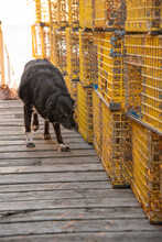 Dog Looking At Lobster Traps On Dock
