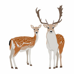  Pair of male and female European fallow deer. Deer Dama dama. Wild animals of Europe, America and Scandinavia. vector illustration