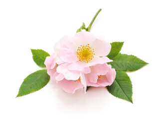 Sticker - Wild rose flowers.