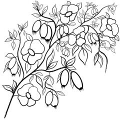 Rosehip Leaves Drawing Botany Sketch Pattern