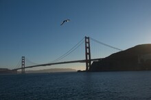 Golden Gage Bridge With Seagulls