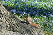 wiewiórka w parku z cebulicami, Cebulica dwulistna Scilla bifolia, Sciurus 