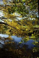  The magical world of the forest in colorful colors